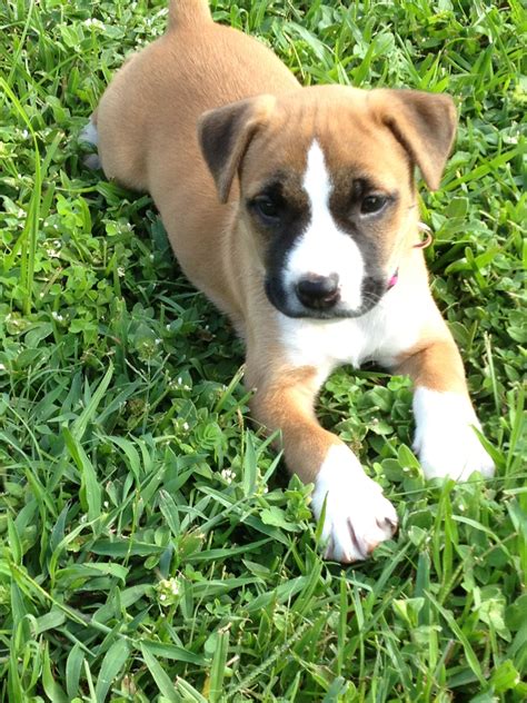 Boxer Pit Mix Puppies Pictures